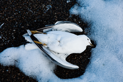 Dead Bird in Ice