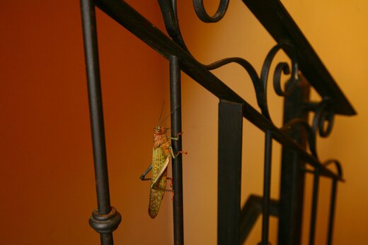 Costa Rican Grasshopper
