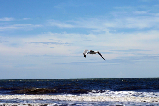 Seagull over the beach