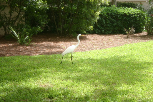 Great White Heron on Lawn